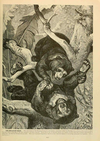 Reproducción/Reproduction 6220684388: Brehm's Life of animals : Volume 1, Mammalia Chicago :Marquis,1895