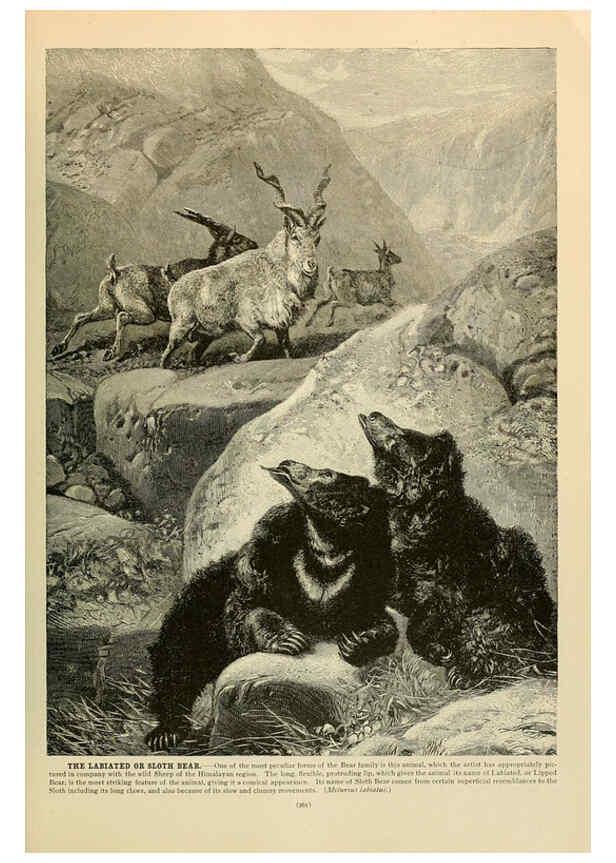 Reproducción/Reproduction 6220684992: Brehm's Life of animals : Volume 1, Mammalia Chicago :Marquis,1895