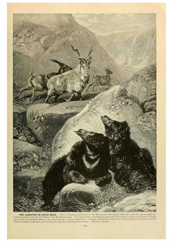 Reproducción/Reproduction 6220684992: Brehm's Life of animals : Volume 1, Mammalia Chicago :Marquis,1895