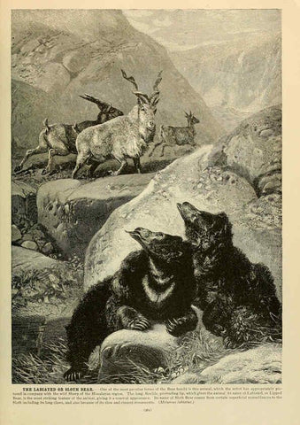 Reproducción/Reproduction 6220684992: Brehm's Life of animals : Volume 1, Mammalia Chicago :Marquis,1895