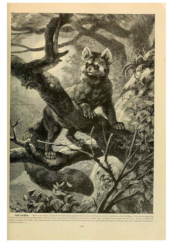 Reproducción/Reproduction 6220164133: Brehm's Life of animals : Volume 1, Mammalia Chicago :Marquis,1895