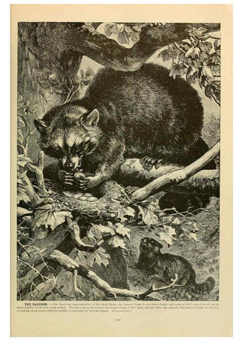 Reproducción/Reproduction 6220685998: Brehm's Life of animals : Volume 1, Mammalia Chicago :Marquis,1895