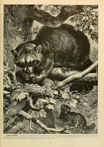 Reproducción/Reproduction 6220685998: Brehm's Life of animals : Volume 1, Mammalia Chicago :Marquis,1895