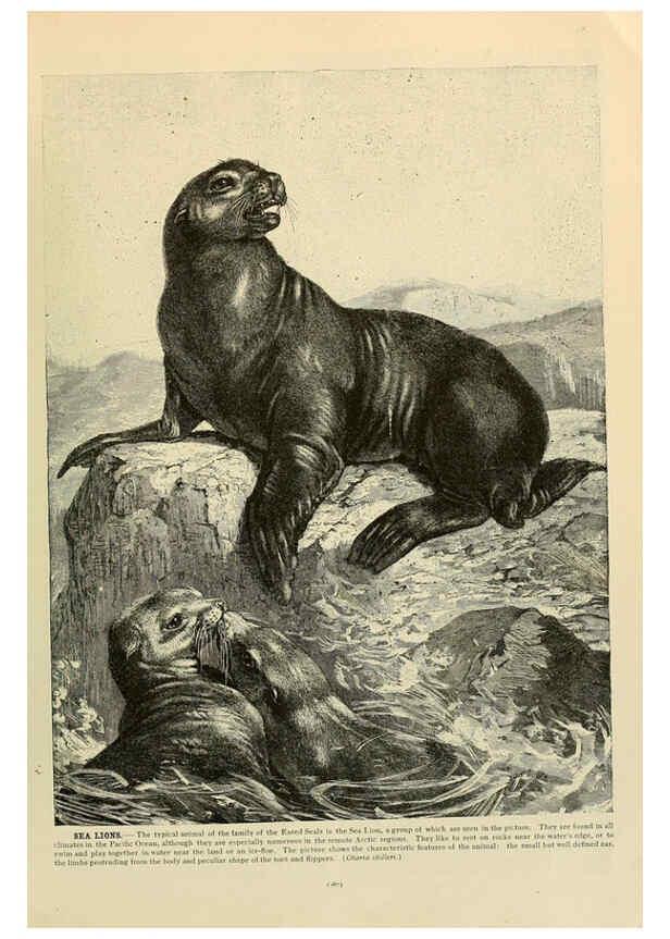 Reproducción/Reproduction 6220686760: Brehm's Life of animals : Volume 1, Mammalia Chicago :Marquis,1895