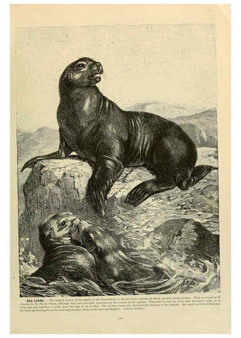 Reproducción/Reproduction 6220686760: Brehm's Life of animals : Volume 1, Mammalia Chicago :Marquis,1895