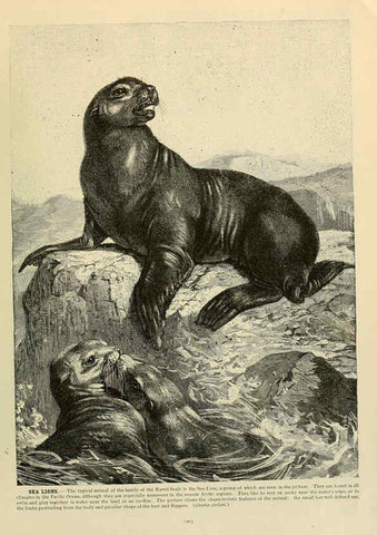 Reproducción/Reproduction 6220686760: Brehm's Life of animals : Volume 1, Mammalia Chicago :Marquis,1895