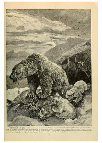Reproducción/Reproduction 6220163647: Brehm's Life of animals : Volume 1, Mammalia Chicago :Marquis,1895