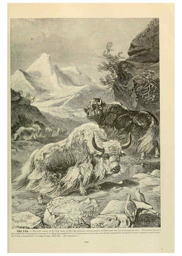 Reproducción/Reproduction 6220694058: Brehm's Life of animals : Volume 1, Mammalia Chicago :Marquis,1895