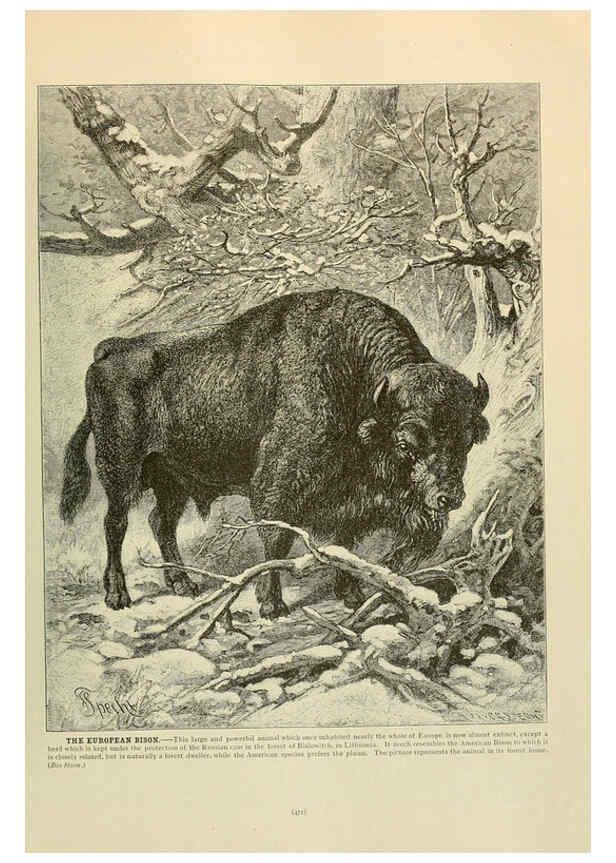 Reproducción/Reproduction 6220694322: Brehm's Life of animals : Volume 1, Mammalia Chicago :Marquis,1895
