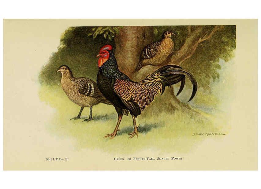 Reproducción/Reproduction 6220278063: The book of poultry New York,The Macmillan Company,1921