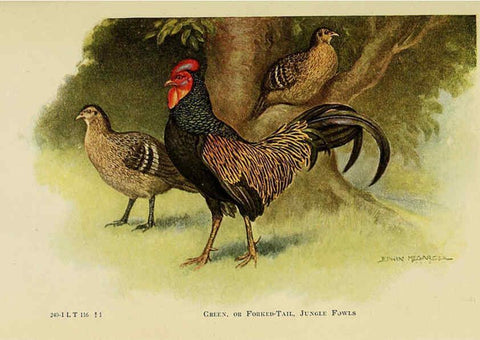 Reproducción/Reproduction 6220278063: The book of poultry New York,The Macmillan Company,1921