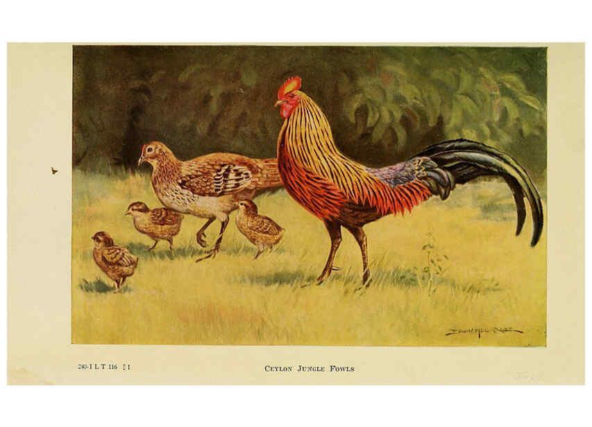 Reproducción/Reproduction 6220798958: The book of poultry New York,The Macmillan Company,1921
