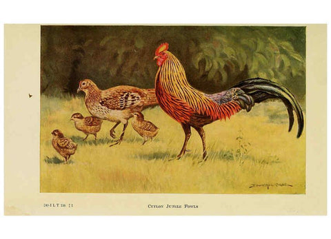 Reproducción/Reproduction 6220798958: The book of poultry New York,The Macmillan Company,1921