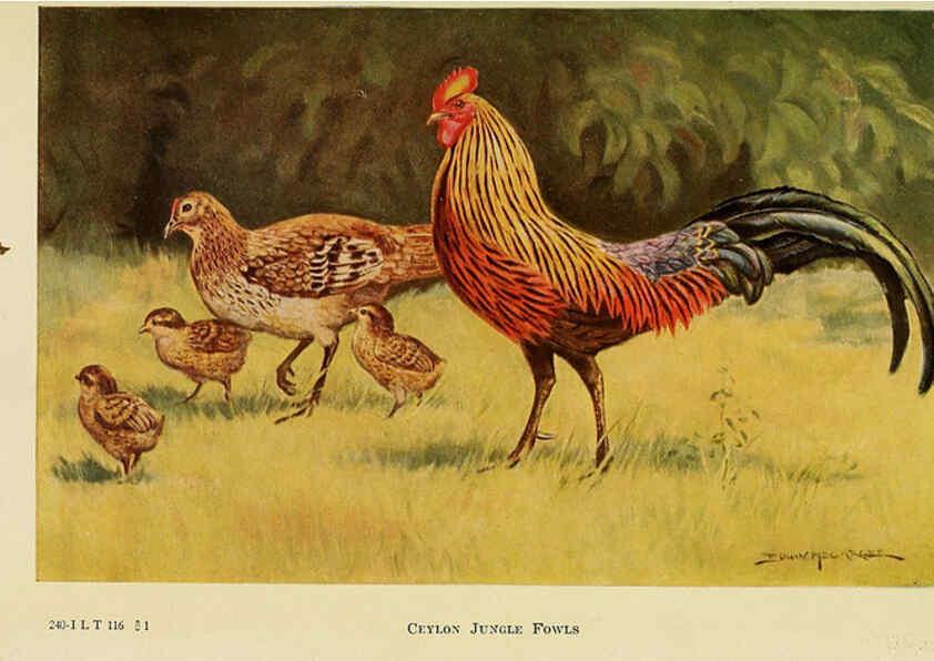 Reproducción/Reproduction 6220798958: The book of poultry New York,The Macmillan Company,1921