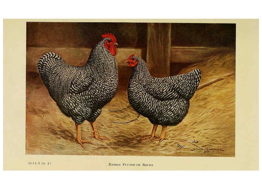 Reproducción/Reproduction 6220801142: The book of poultry New York,The Macmillan Company,1921