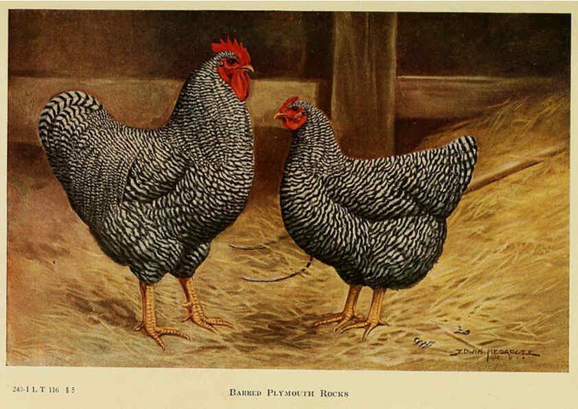 Reproducción/Reproduction 6220801142: The book of poultry New York,The Macmillan Company,1921