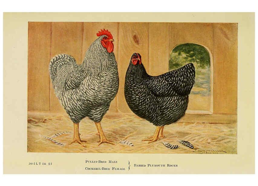 Reproducción/Reproduction 6220280511: The book of poultry New York,The Macmillan Company,1921
