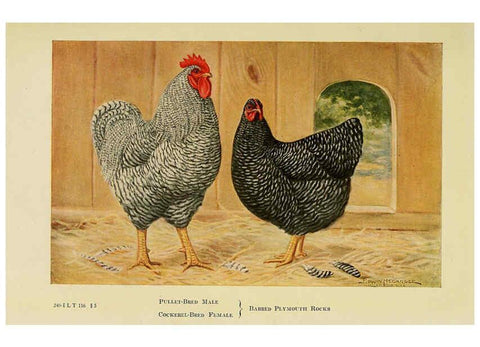 Reproducción/Reproduction 6220280511: The book of poultry New York,The Macmillan Company,1921