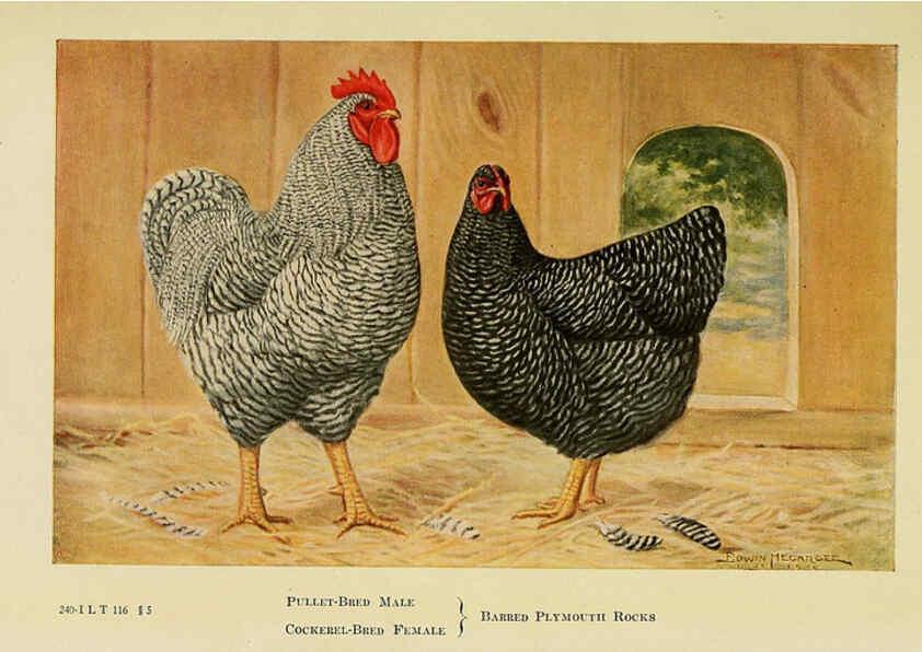 Reproducción/Reproduction 6220280511: The book of poultry New York,The Macmillan Company,1921