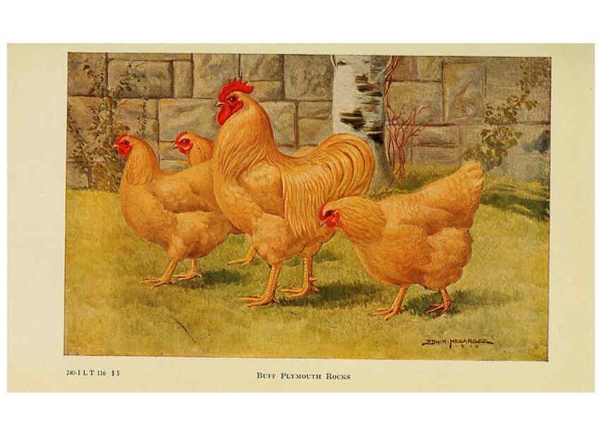 Reproducción/Reproduction 6220280741: The book of poultry New York,The Macmillan Company,1921