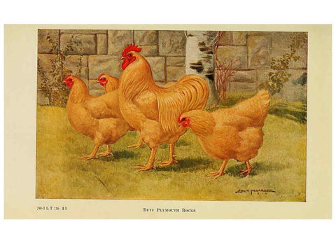 Reproducción/Reproduction 6220280741: The book of poultry New York,The Macmillan Company,1921