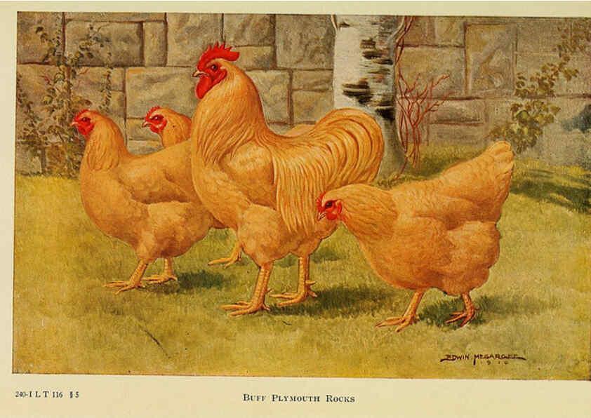 Reproducción/Reproduction 6220280741: The book of poultry New York,The Macmillan Company,1921