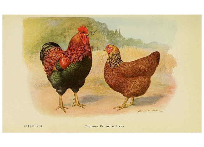 Reproducción/Reproduction 6220281019: The book of poultry New York,The Macmillan Company,1921