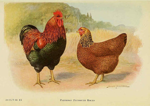 Reproducción/Reproduction 6220281019: The book of poultry New York,The Macmillan Company,1921