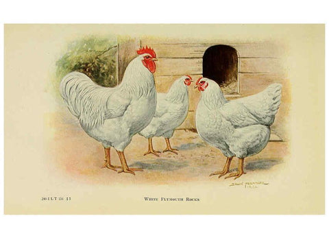 Reproducción/Reproduction 6220802108: The book of poultry New York,The Macmillan Company,1921