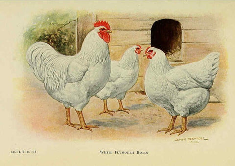 Reproducción/Reproduction 6220802108: The book of poultry New York,The Macmillan Company,1921