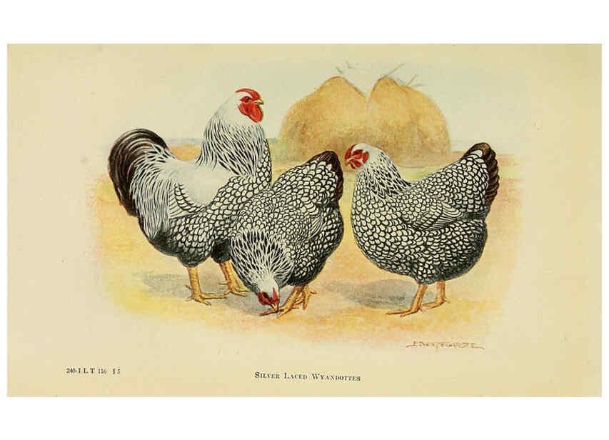 Reproducción/Reproduction 6220281505: The book of poultry New York,The Macmillan Company,1921
