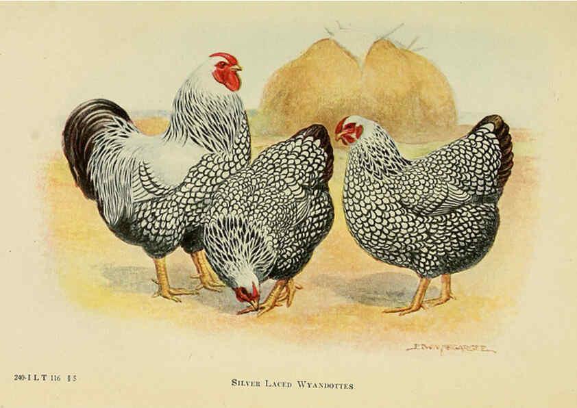 Reproducción/Reproduction 6220281505: The book of poultry New York,The Macmillan Company,1921