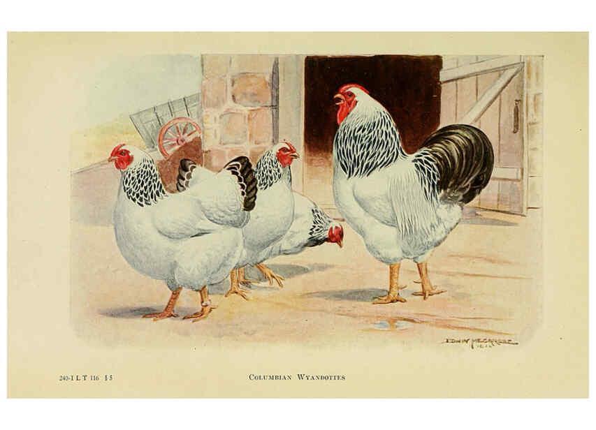Reproducción/Reproduction 6220802600: The book of poultry New York,The Macmillan Company,1921
