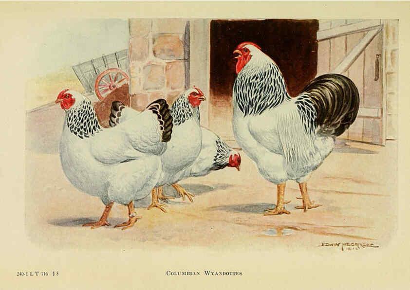 Reproducción/Reproduction 6220802600: The book of poultry New York,The Macmillan Company,1921