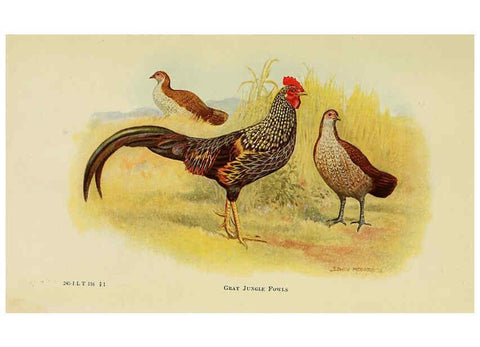 Reproducción/Reproduction 6220277509: The book of poultry New York,The Macmillan Company,1921