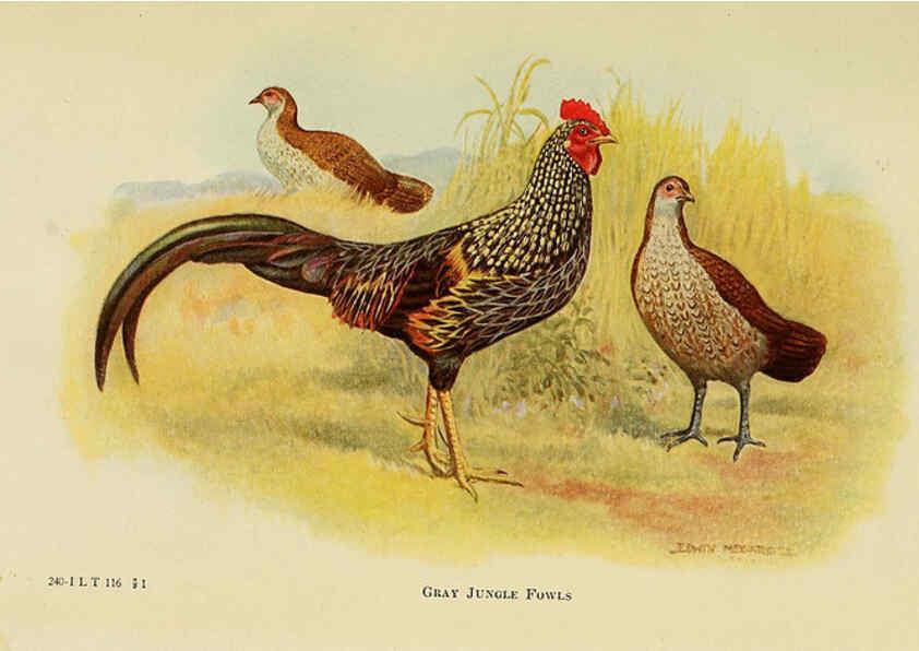 Reproducción/Reproduction 6220277509: The book of poultry New York,The Macmillan Company,1921