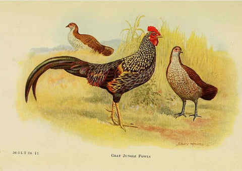 Reproducción/Reproduction 6220277509: The book of poultry New York,The Macmillan Company,1921