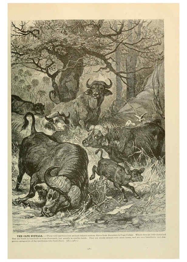 Reproducción/Reproduction 6220694934: Brehm's Life of animals : Volume 1, Mammalia Chicago :Marquis,1895
