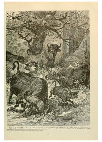 Reproducción/Reproduction 6220694934: Brehm's Life of animals : Volume 1, Mammalia Chicago :Marquis,1895