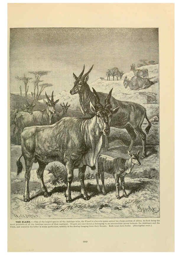 Reproducción/Reproduction 6220696070: Brehm's Life of animals : Volume 1, Mammalia Chicago :Marquis,1895