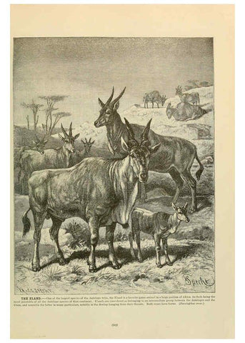 Reproducción/Reproduction 6220696070: Brehm's Life of animals : Volume 1, Mammalia Chicago :Marquis,1895