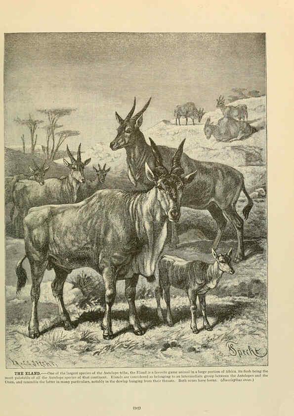 Reproducción/Reproduction 6220696070: Brehm's Life of animals : Volume 1, Mammalia Chicago :Marquis,1895