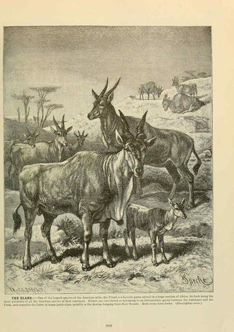 Reproducción/Reproduction 6220696070: Brehm's Life of animals : Volume 1, Mammalia Chicago :Marquis,1895