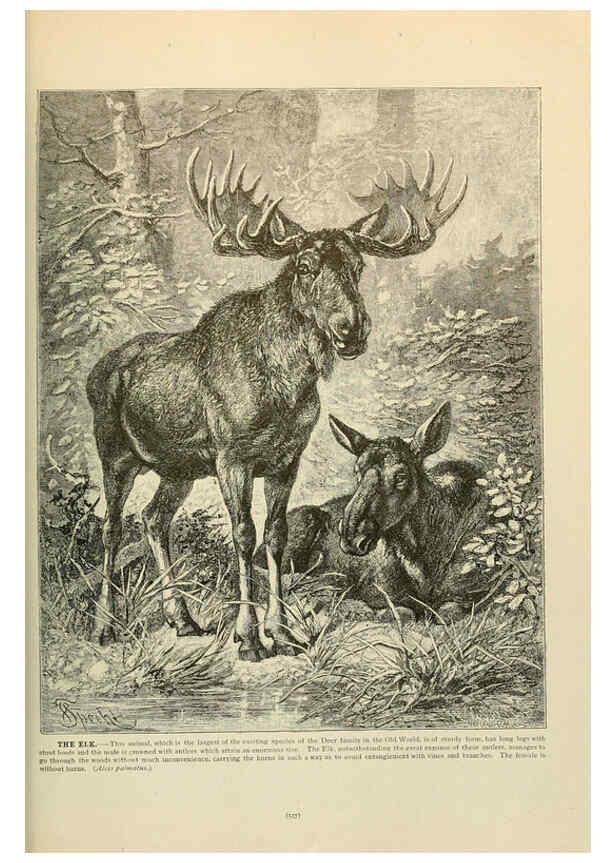 Reproducción/Reproduction 6220696892: Brehm's Life of animals : Volume 1, Mammalia Chicago :Marquis,1895