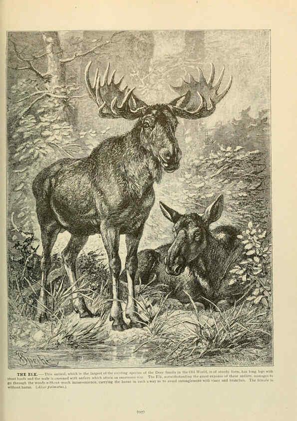 Reproducción/Reproduction 6220696892: Brehm's Life of animals : Volume 1, Mammalia Chicago :Marquis,1895