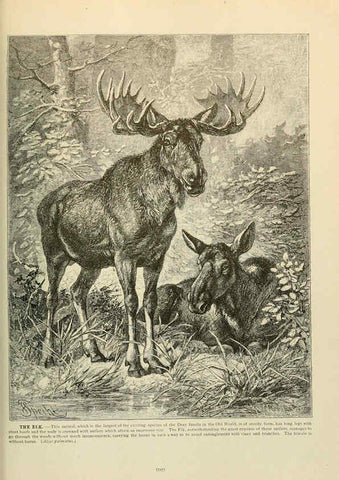 Reproducción/Reproduction 6220696892: Brehm's Life of animals : Volume 1, Mammalia Chicago :Marquis,1895