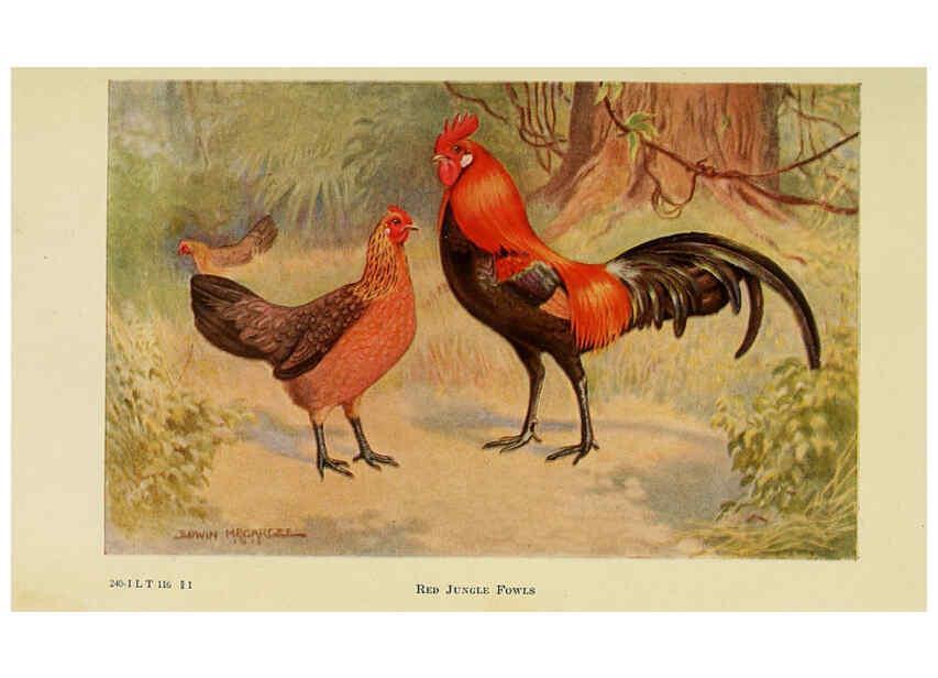 Reproducción/Reproduction 6220277255: The book of poultry New York,The Macmillan Company,1921