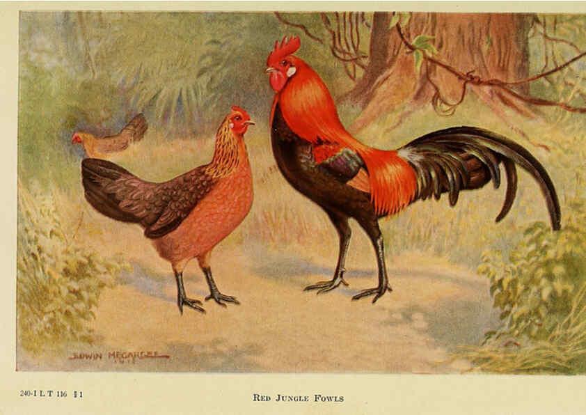 Reproducción/Reproduction 6220277255: The book of poultry New York,The Macmillan Company,1921
