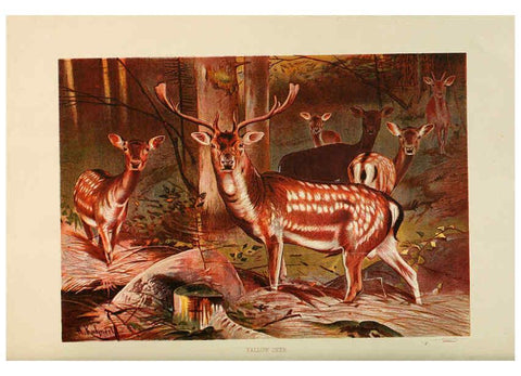 Reproducción/Reproduction 6220176153: Brehm's Life of animals : Volume 1, Mammalia Chicago :Marquis,1895