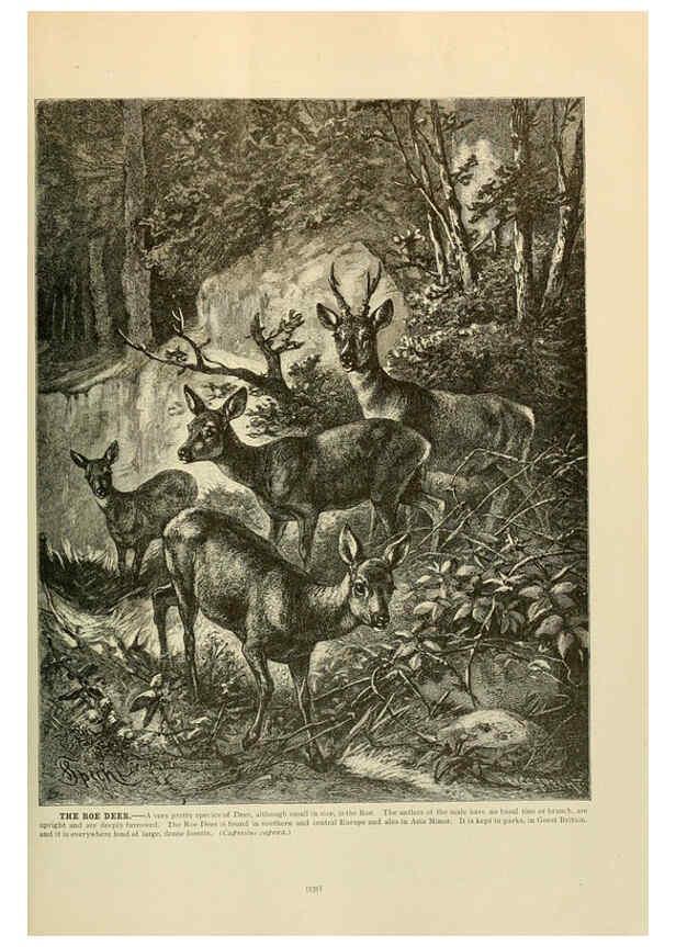 Reproducción/Reproduction 6220698420: Brehm's Life of animals : Volume 1, Mammalia Chicago :Marquis,1895